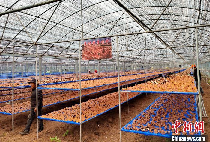 圖為紅太陽科技示范家庭農(nóng)場采收的靈芝?！∑酱胪喙﹫D