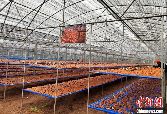 圖為紅太陽科技示范家庭農(nóng)場采收的靈芝?！∑酱胪喙﹫D