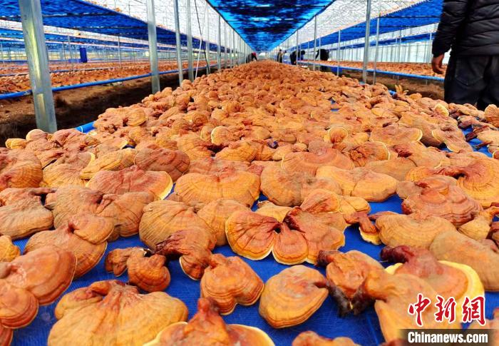 圖為紅太陽科技示范家庭農(nóng)場采收的靈芝。　平措旺青供圖