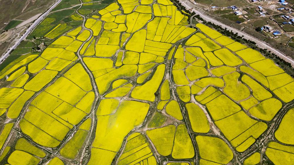 西藏墨竹工卡縣油菜農(nóng)田。