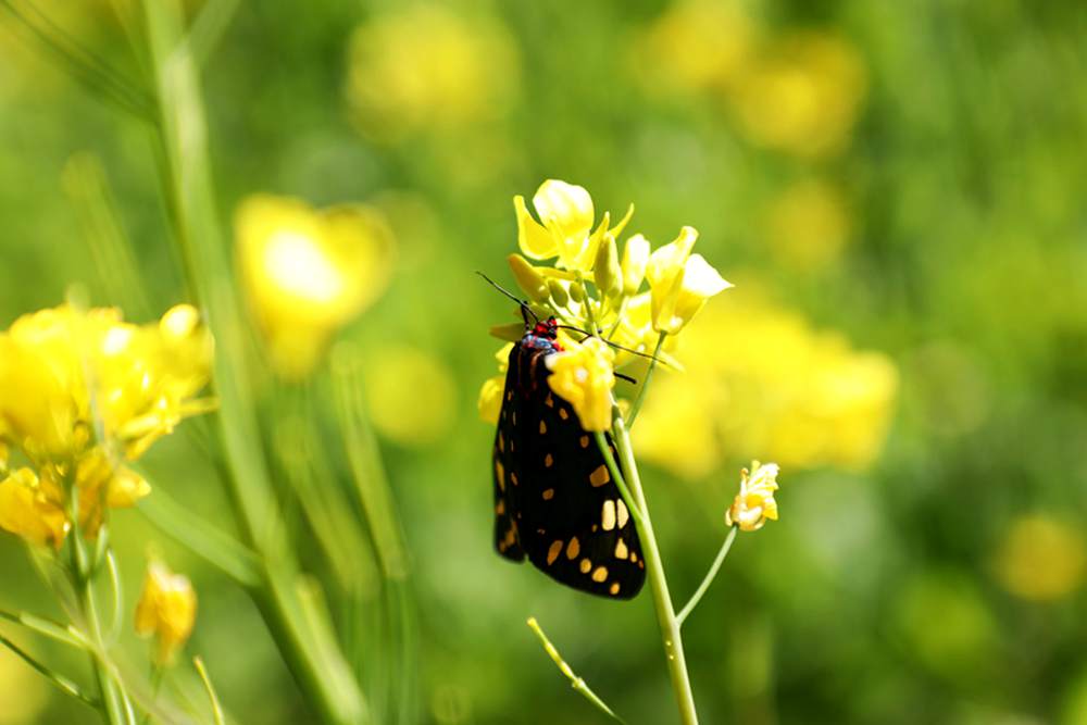 一只蝴蝶停留在油菜花上。