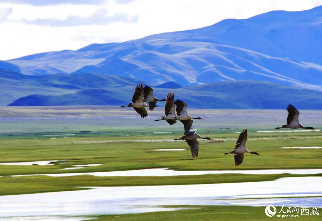 黑頸鶴在草原起舞。人民網(wǎng) 李海霞攝