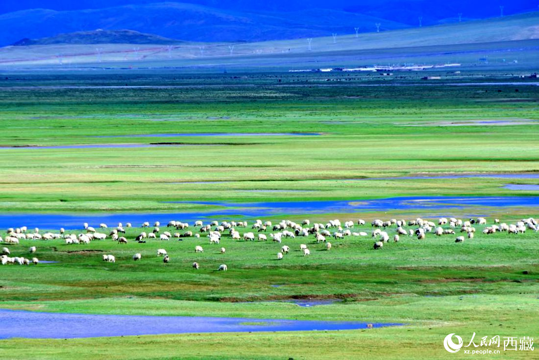 水草豐美的草原，牛羊悠閑覓食。人民網(wǎng) 李海霞攝
