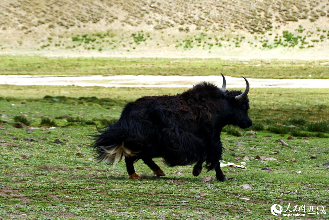 牦牛在草原撒歡兒。人民網(wǎng) 李海霞攝