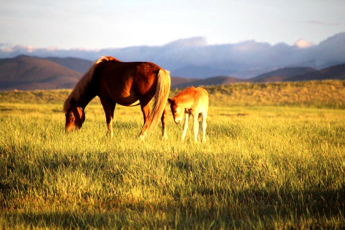 馬兒在草地上覓食。普布桑杰攝