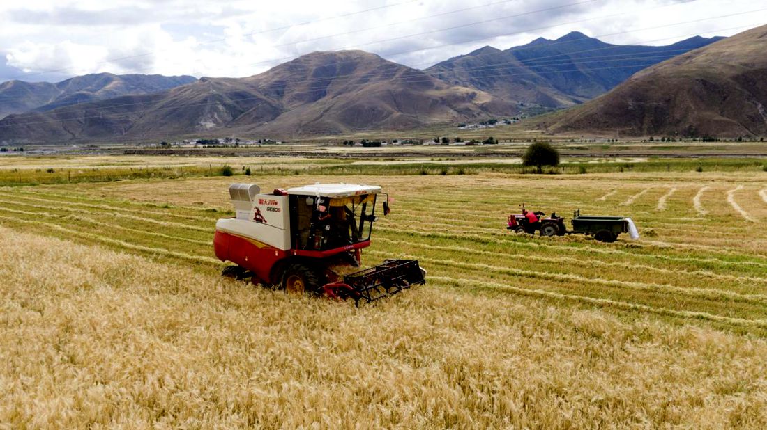 抗疫情、保秋收。洛克攝