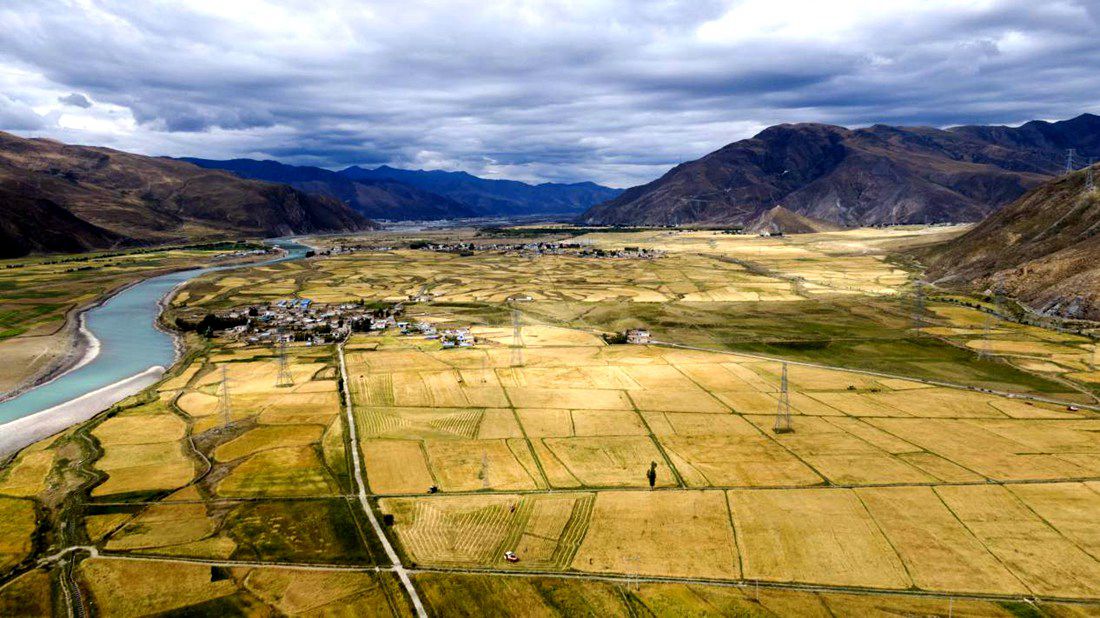 等待豐收的田野。洛克攝