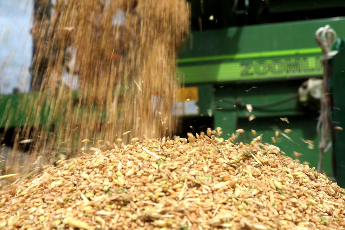 承載著希望的青稞，顆粒歸倉(cāng)。洛克攝