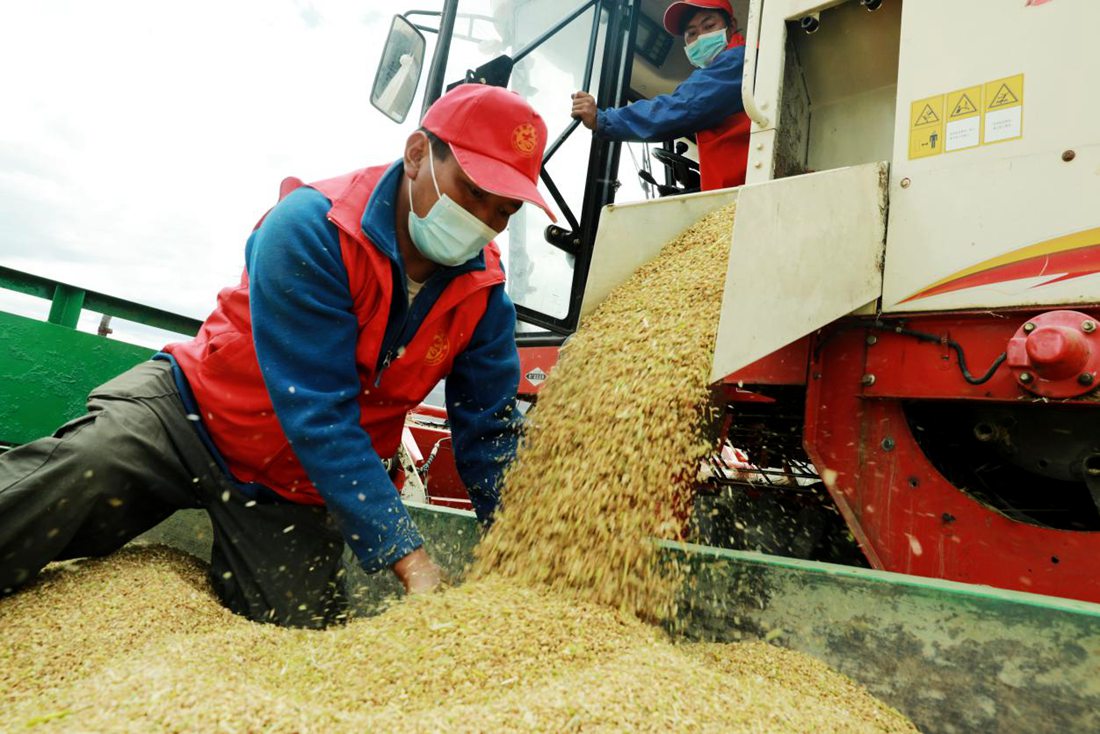 疫情之下，志愿者是田間最美的風(fēng)景。洛克攝