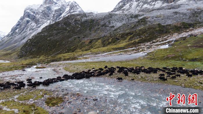 圖為轉(zhuǎn)場(chǎng)中的牦牛?！÷蹇?攝