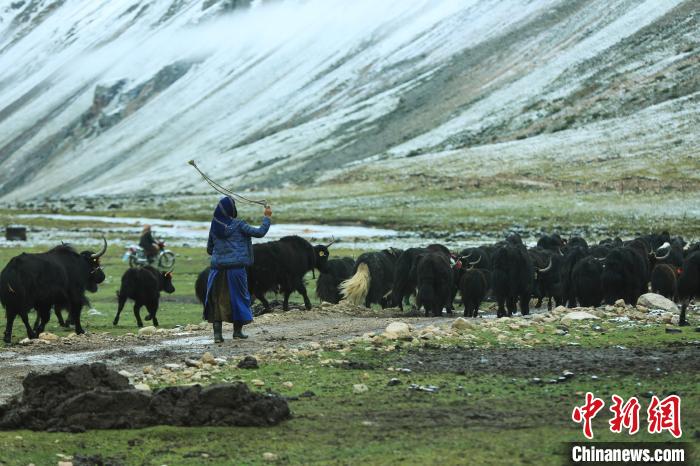 圖為牧民在趕牦牛。　洛克 攝