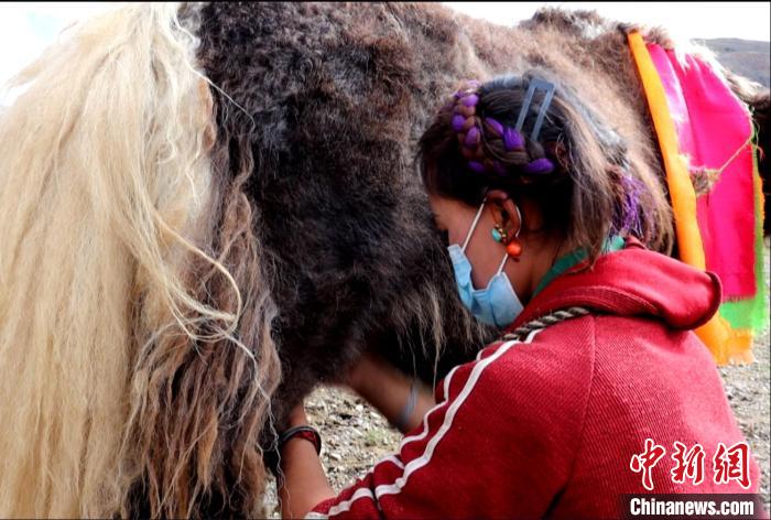 圖為牧民正在擠奶?！∪湛t文聯(lián)供圖