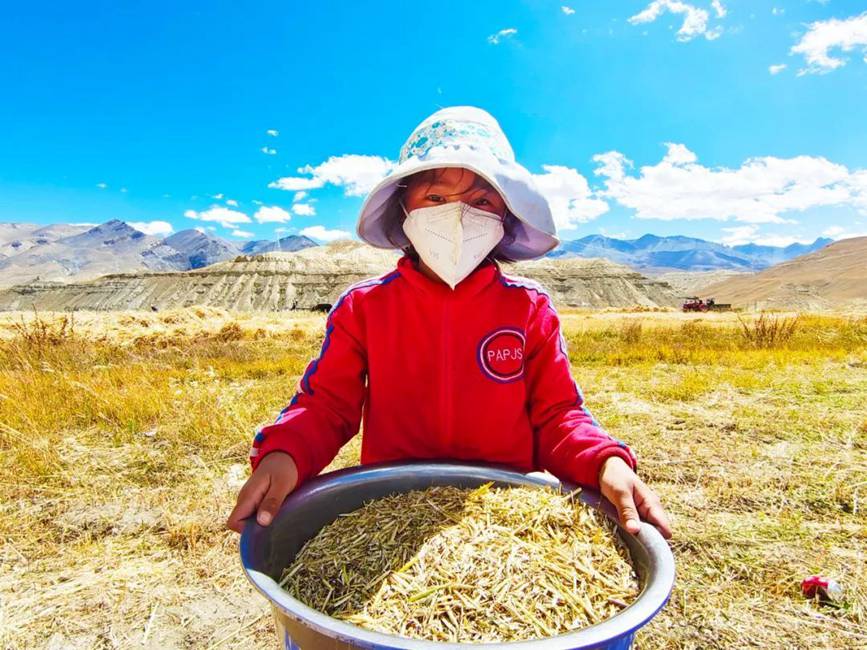 西藏吉?。簬愠两襟w驗秋收打場【9】