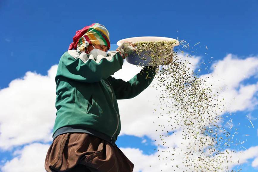 西藏吉?。簬愠两襟w驗秋收打場【11】