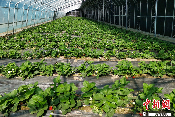 圖為10月21日，康馬縣薩馬達(dá)鄉(xiāng)高原溫室大棚內(nèi)的草莓長勢(shì)良好。<a target='_blank' href='/'><p  align=