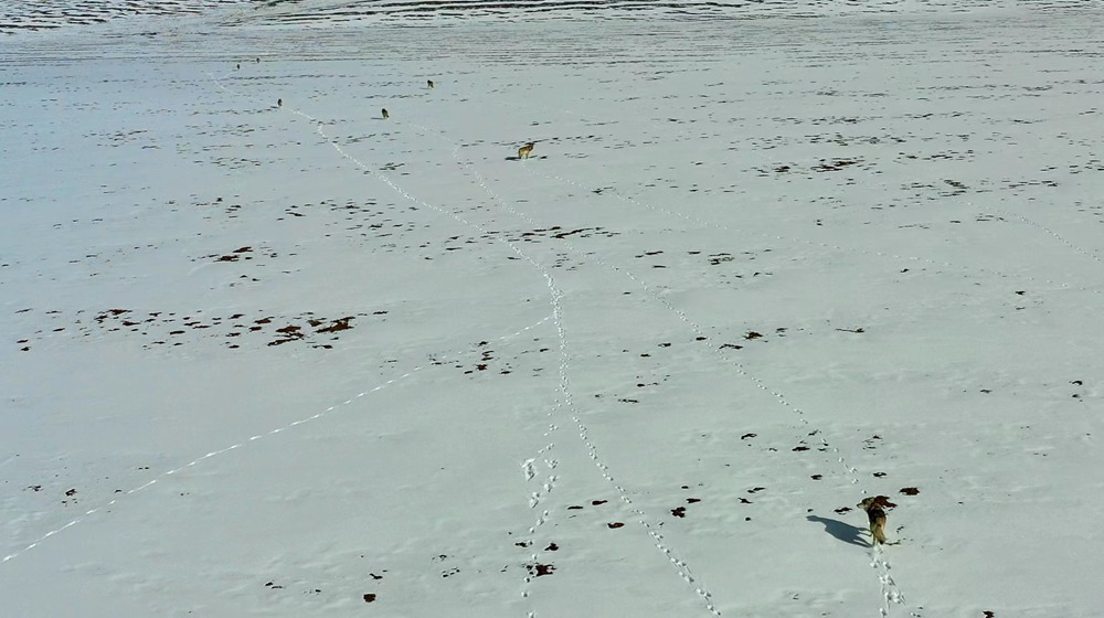 天地一色，狼群在雪地里不斷地向前奔跑。