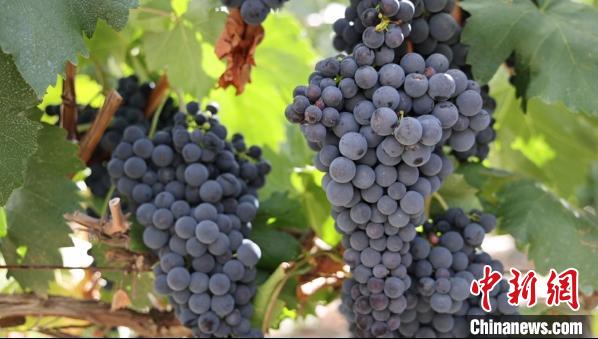 圖為桑日縣種植的葡萄?！∩侥仙Ｈ湛h委宣傳部提供
