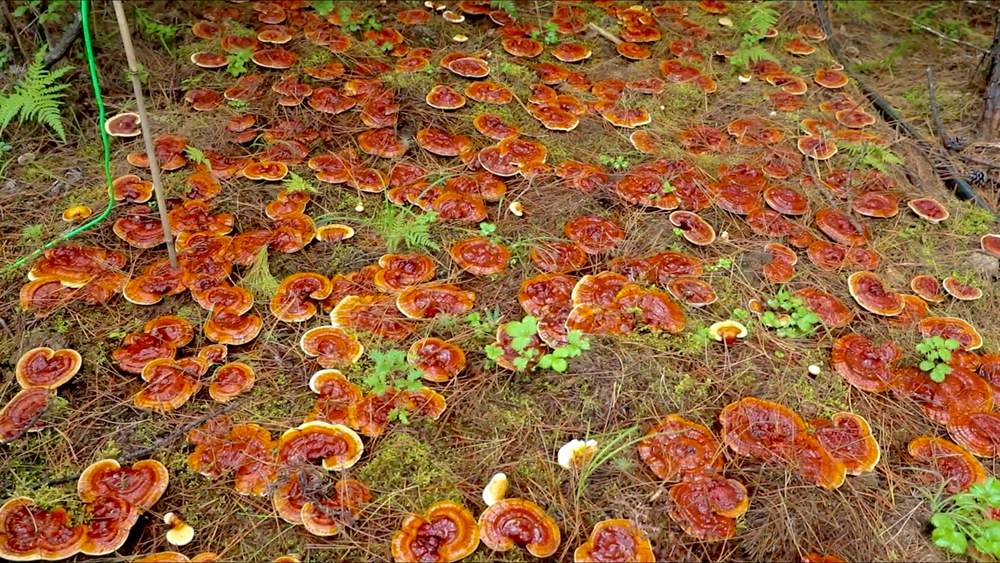 靈芝長勢喜人。