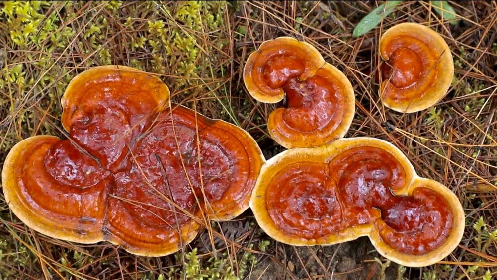 破土而出的靈芝宛如一把把撐開的“小雨傘”。