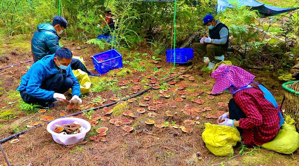采摘靈芝。