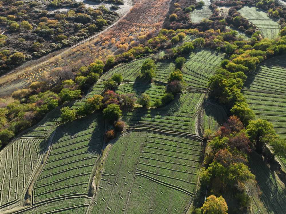 雅魯藏布江畔的高原梯田。