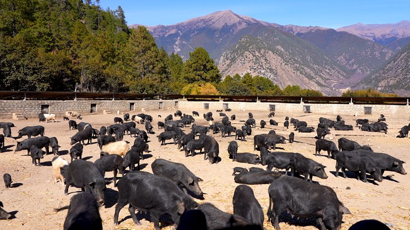 養(yǎng)殖基地里的藏香豬。