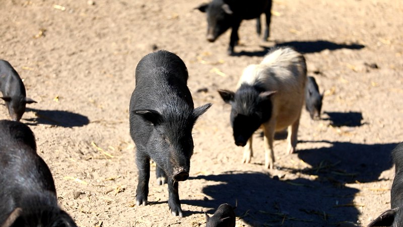 藏香豬在覓食。