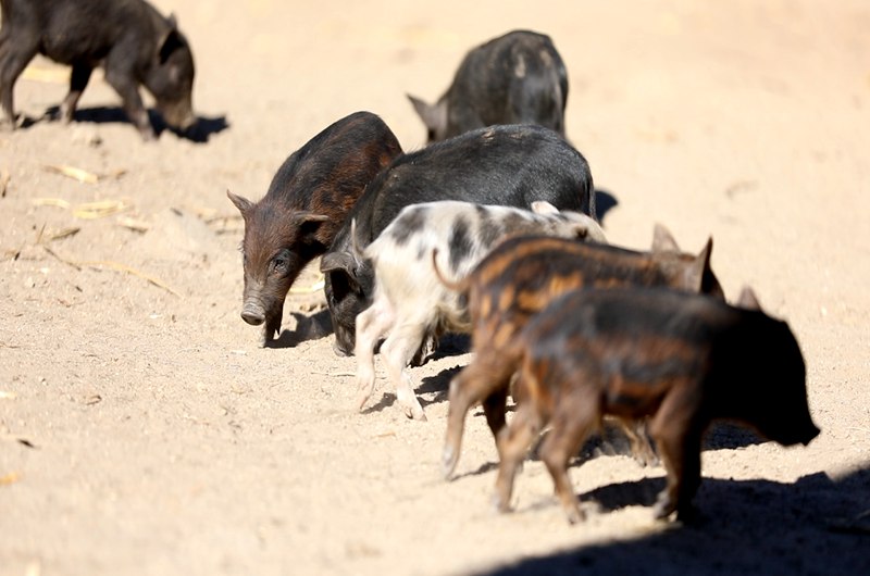 藏香豬在覓食。