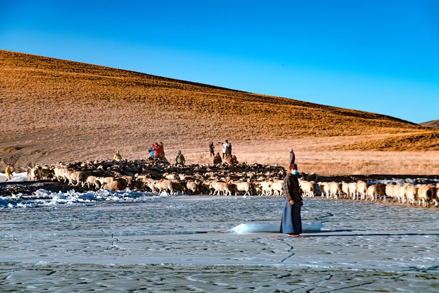 牧民趕著羊群，準備通過冰面。 覃穎華攝
