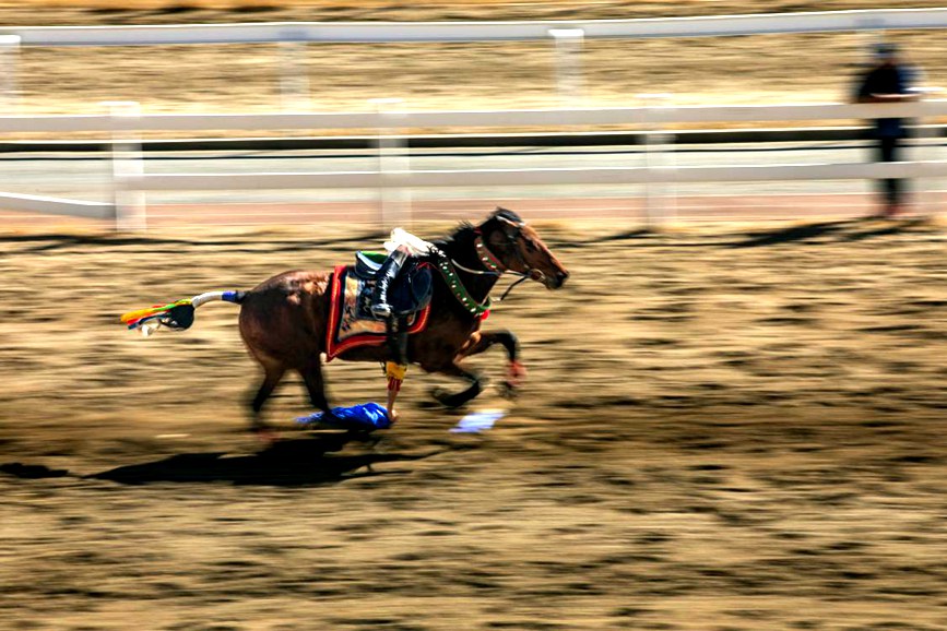 藏歷新年，精彩的馬術(shù)表演。張靜攝