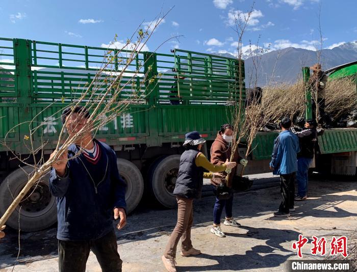 民眾搬運(yùn)苗木?！〔际忻⒖悼h委宣傳部供圖