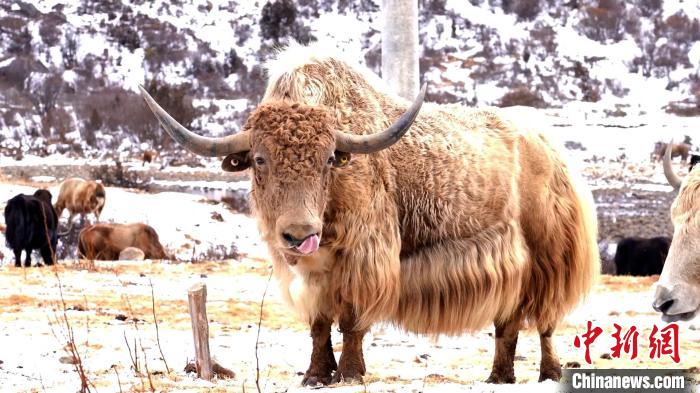 圖為角木那村生態(tài)散養(yǎng)的牦牛?！“蜕Ｇ?　攝