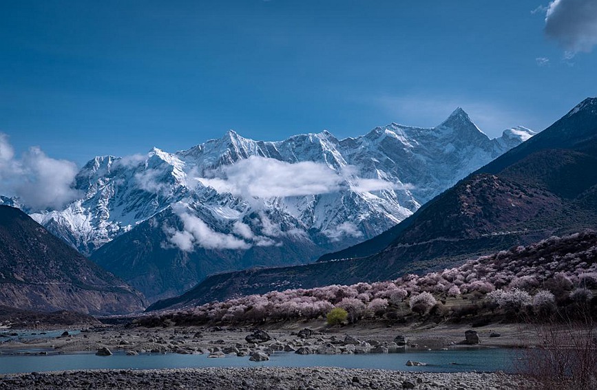 雪山下的桃花。張靜攝