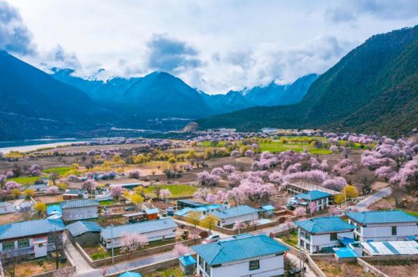人間桃花源！林芝桃花有多絕？