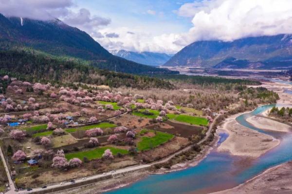 人間桃花源！林芝桃花有多絕？