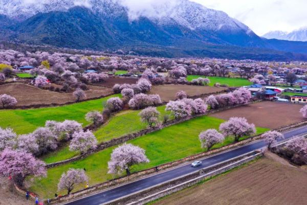 人間桃花源！林芝桃花有多絕？