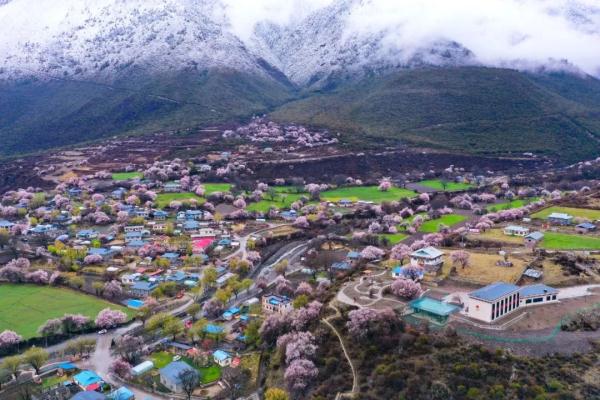 人間桃花源！林芝桃花有多絕？