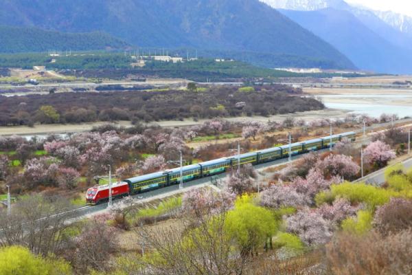 人間桃花源！林芝桃花有多絕？