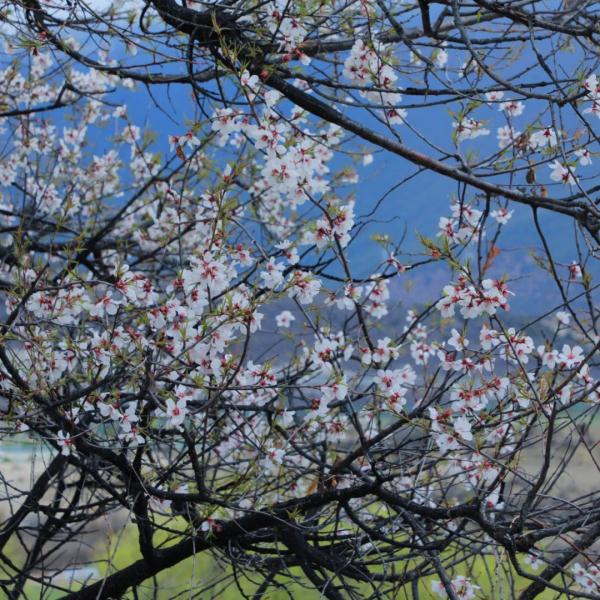 人間桃花源！林芝桃花有多絕？