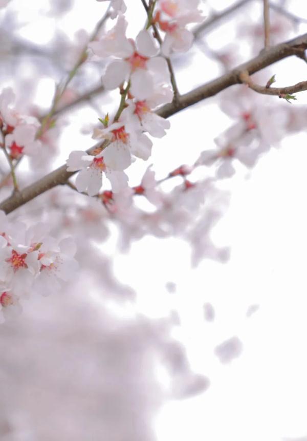 人間桃花源！林芝桃花有多絕？