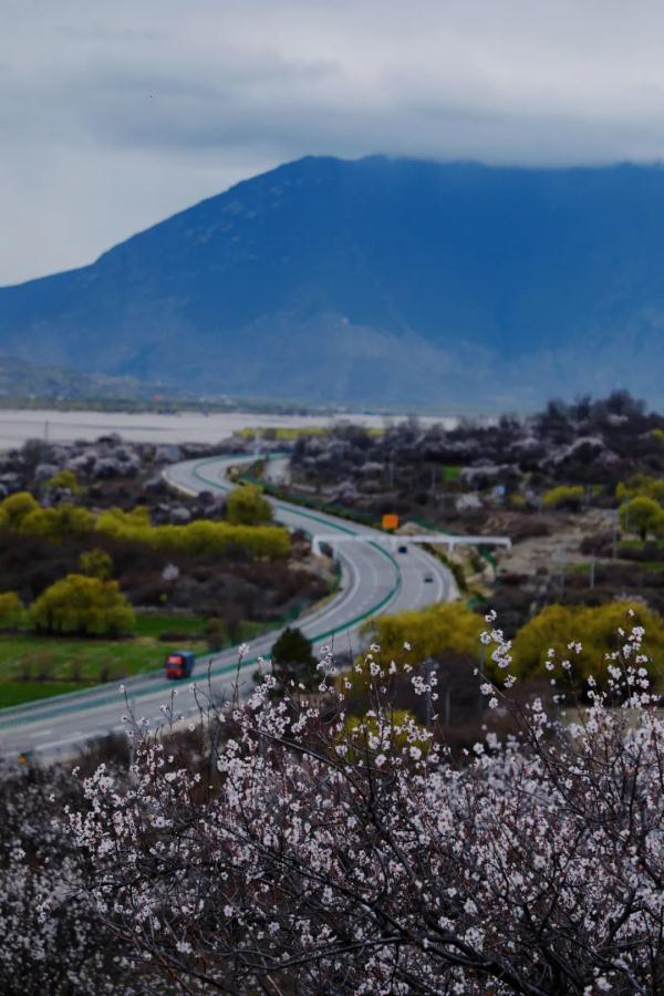 人間桃花源！林芝桃花有多絕？