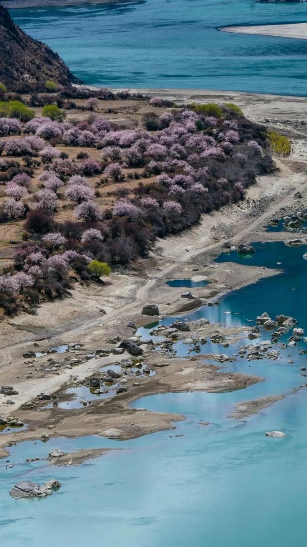 人間桃花源！林芝桃花有多絕？