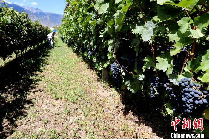 昌都芒康縣依托“兩江流域”干熱河谷地帶地理優(yōu)勢(shì)將康巴蜜橘、蘋果、甜石榴、葡萄、蜜桃等經(jīng)濟(jì)林木種植?！〔际忻⒖悼h委宣傳部供圖
