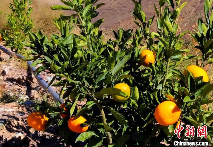 昌都芒康縣依托“兩江流域”干熱河谷地帶地理優(yōu)勢(shì)將康巴蜜橘、蘋果、甜石榴、葡萄、蜜桃等經(jīng)濟(jì)林木種植。　昌都市芒康縣委宣傳部供圖