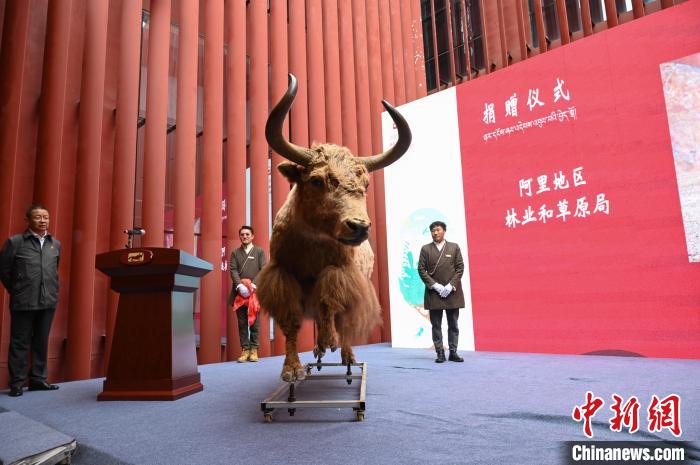 圖為阿里地區(qū)林草局捐贈的金絲野牦牛標本?！≮w朗 攝