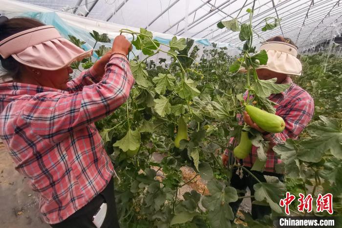 工作人員打理高原溫室大棚?！⒔ㄜ?攝