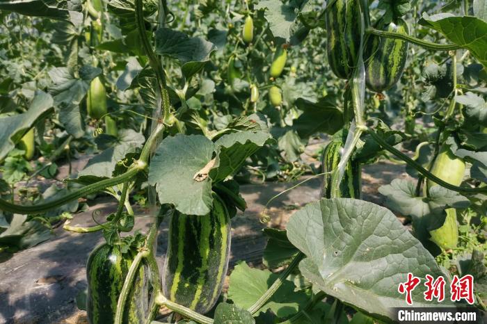 圖為西藏康馬縣大棚內(nèi)的博洋九號(hào)甜瓜。　劉建軍 攝