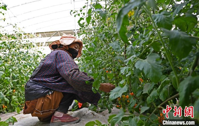 圖為巴珍在地里勞作?！≮w朗 攝