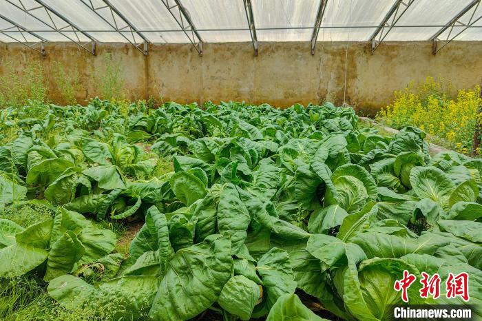 公珠湖執(zhí)勤點的大棚蔬菜，種菜是該執(zhí)勤點輪換民警們的日常。　龍小鳳 攝