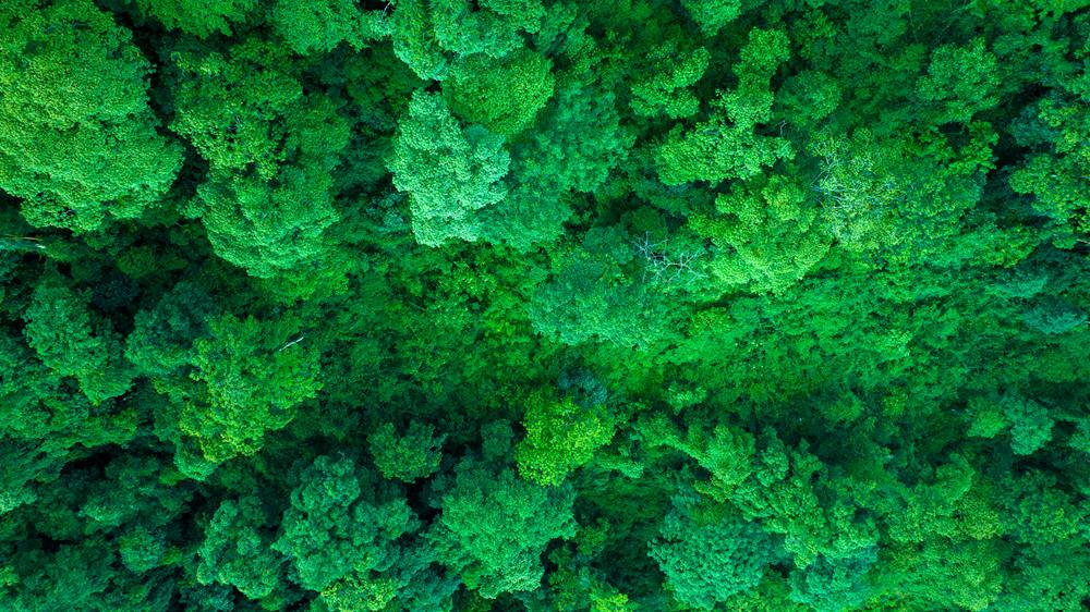 森林覆蓋率達到50%以上，滿目皆綠。益西曲批攝